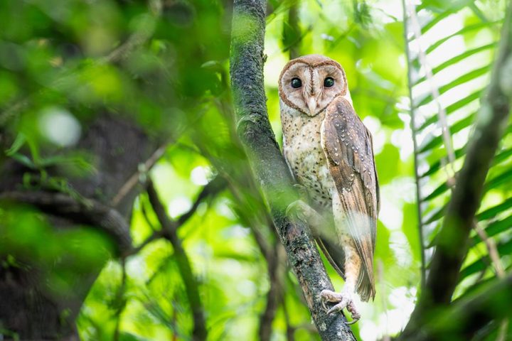 Owl in daylight