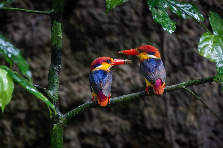 Black-backed dwarf kingfishers