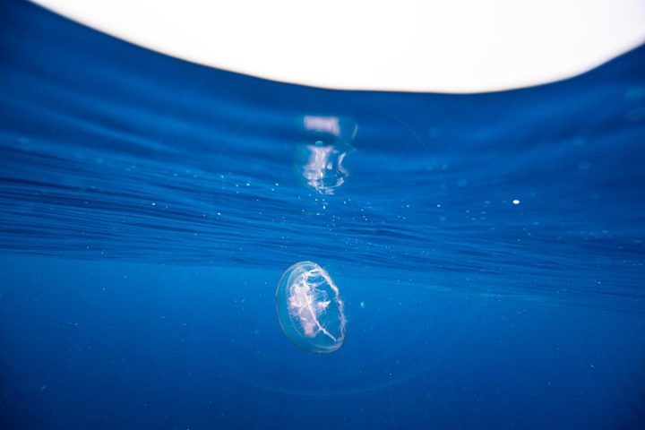 A hatchling at the surface
