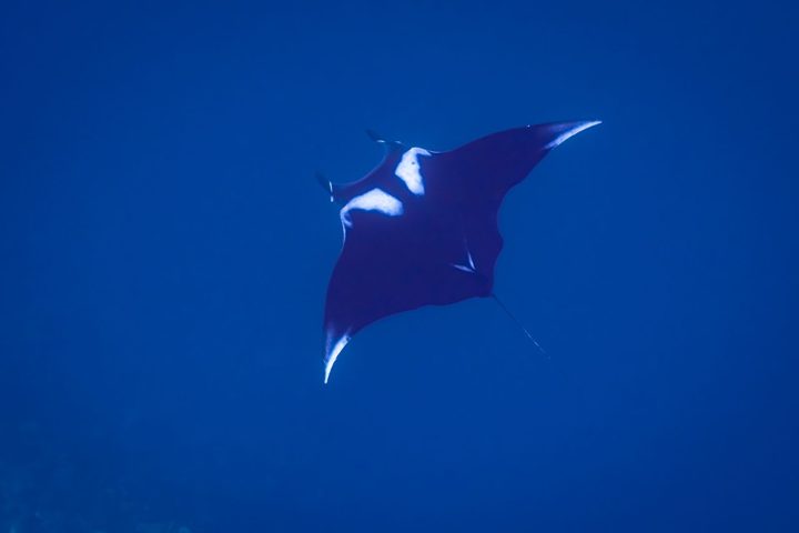 A ray in the blue