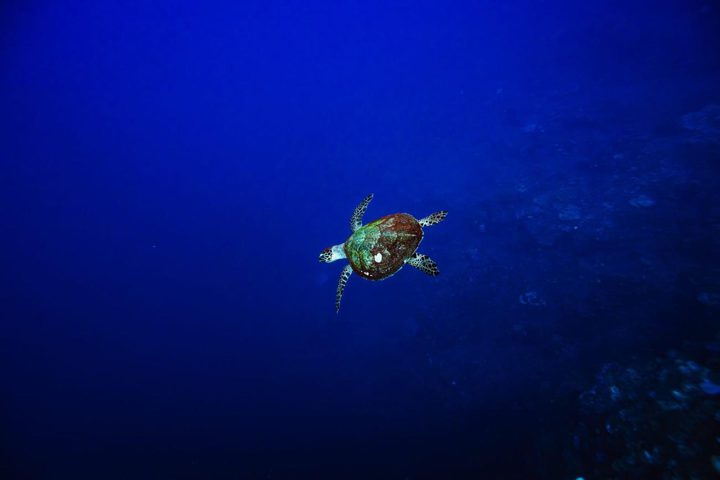Hawksbill turtle in the blue