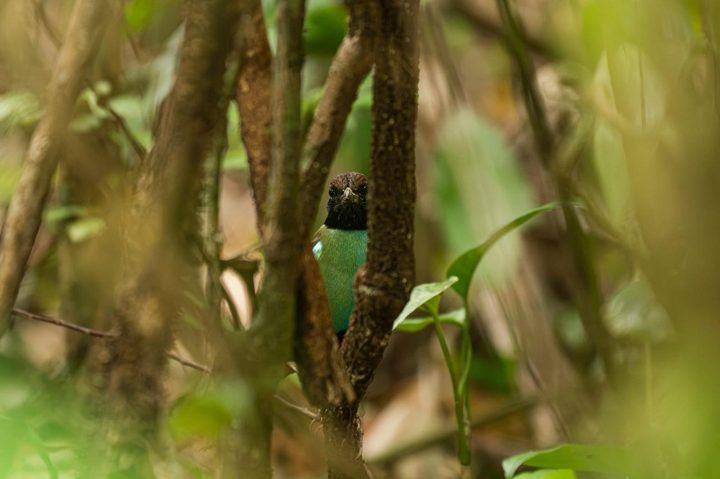 Pitta among the trees