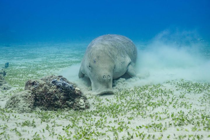 Dugong grazing