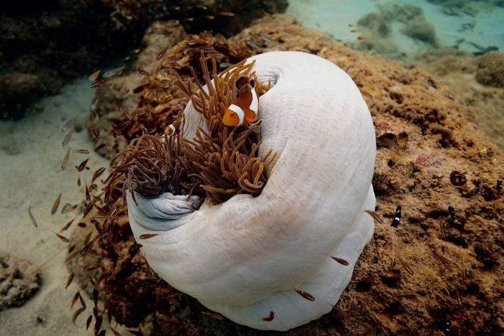 An anemone home
