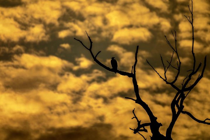 White-bellied Sea Eagle