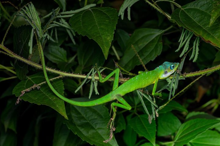 Green among green