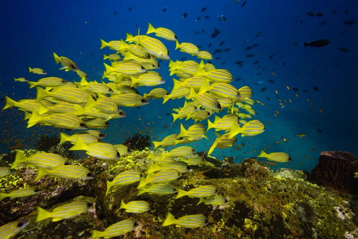 Yellow across the reef