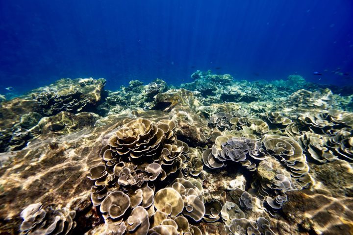 Sunlight across the reef