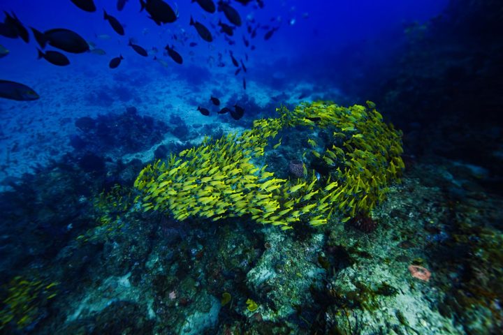 A gathering beside the reef
