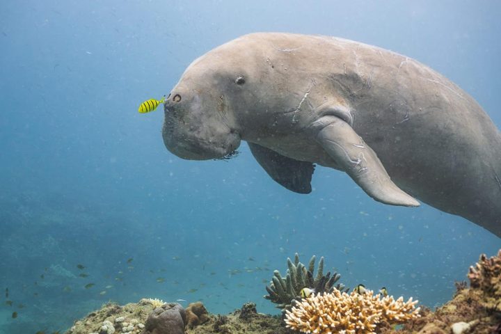 Dugong & golden trevally