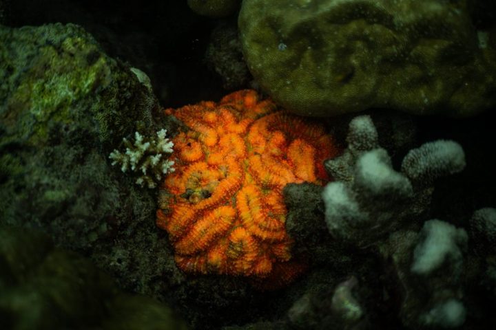 Orange coral