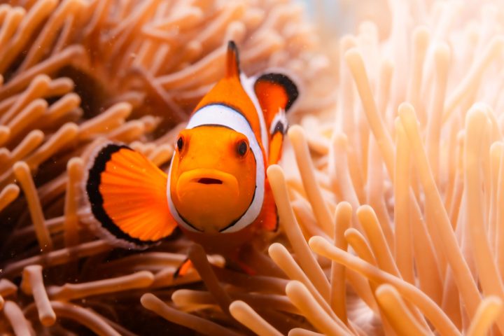 A closer look at the anemone