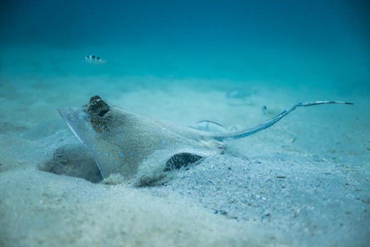 Resting on the seabed