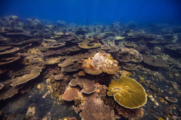 A reef of many layers