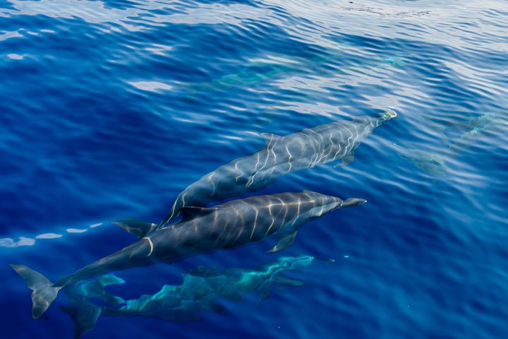 Dolphins at the surface