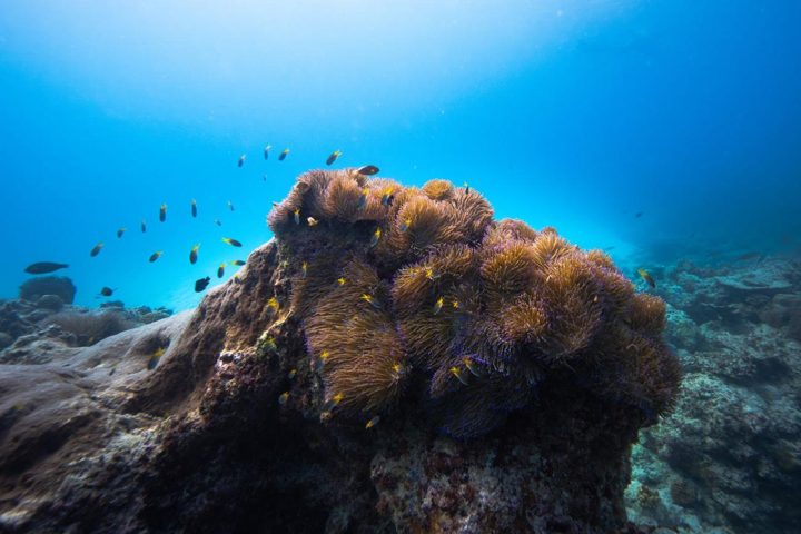 A world within the reef