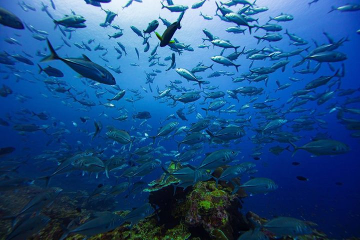 A sea full of motion