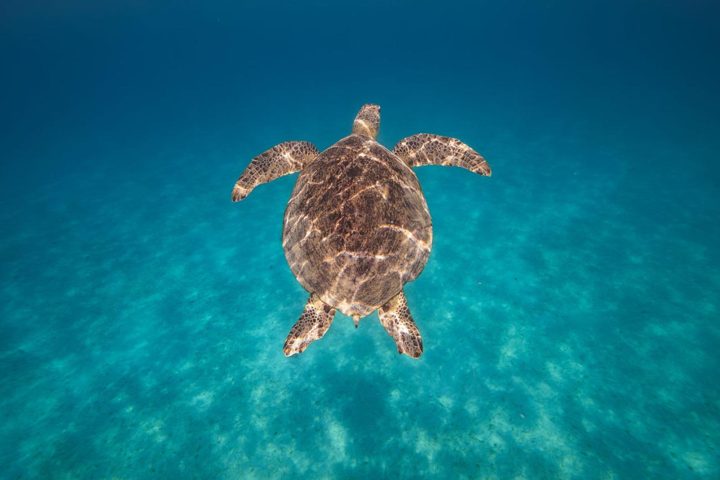 A turtle from above