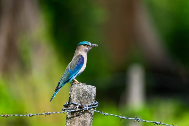 Kingfisher on a perch