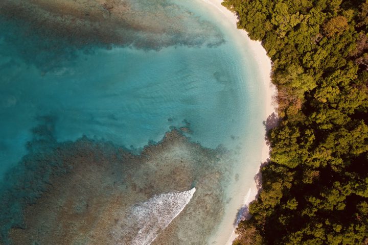 Where the forest meets the sea