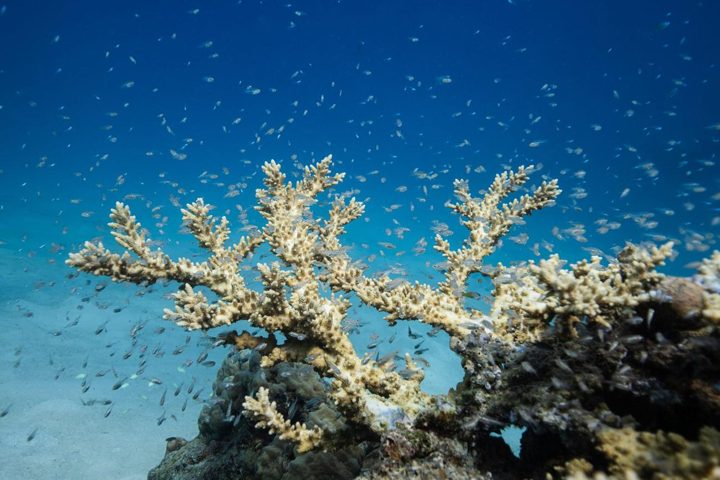Branches beneath the blue