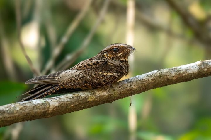 Resting on a branch