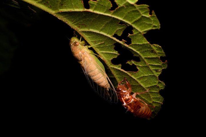 Life beneath a leaf