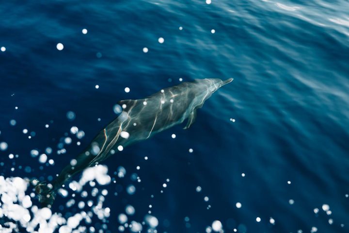 Just beneath the surface