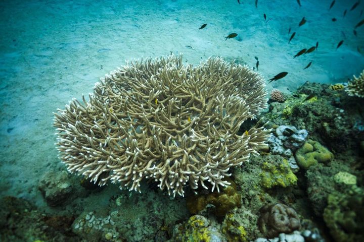 A coral garden