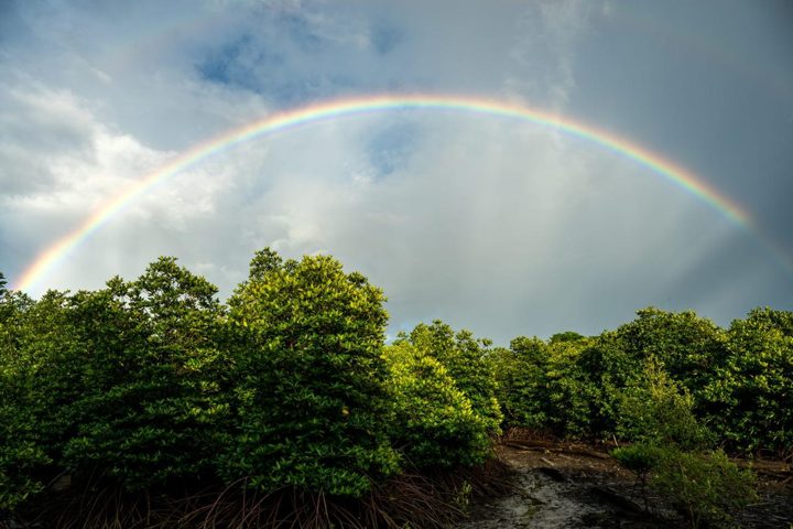 A rainbow over the forest