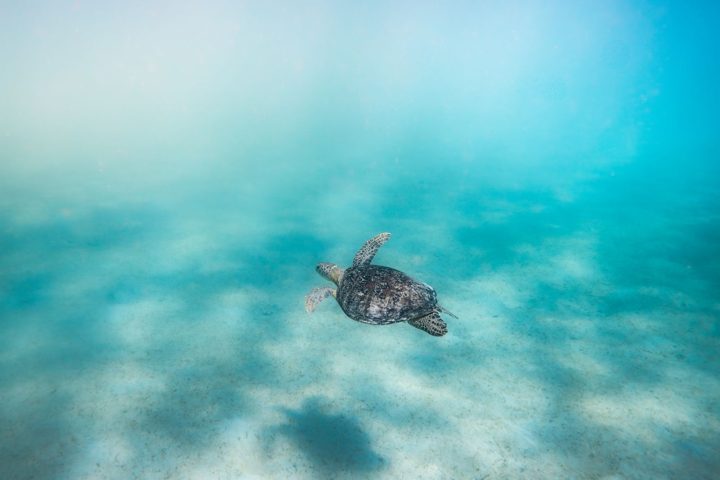 A turtle in shallow light