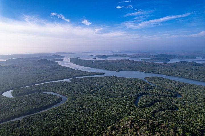 Aerial mangrove