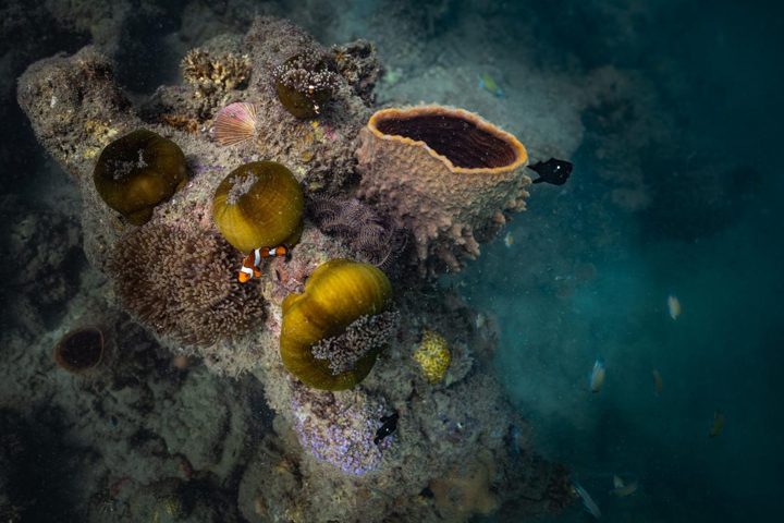 Forms on the reef